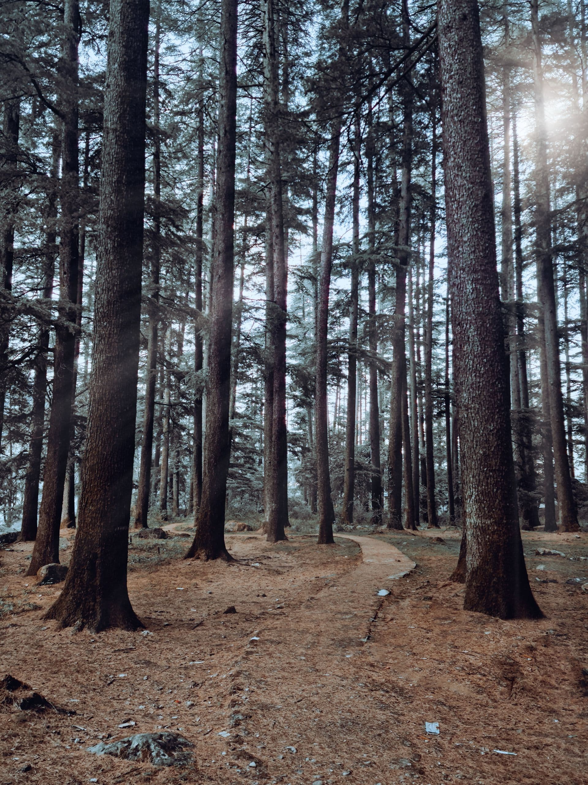A quiet deodar forest trail near Manali