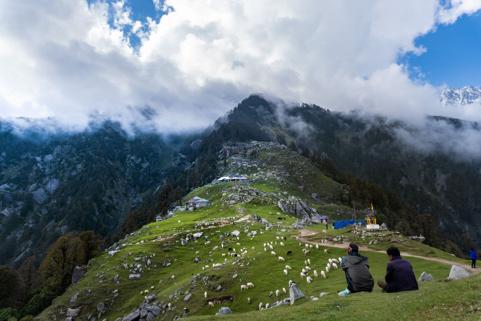 A misty campsite on Triund ridge with sheep grazing below