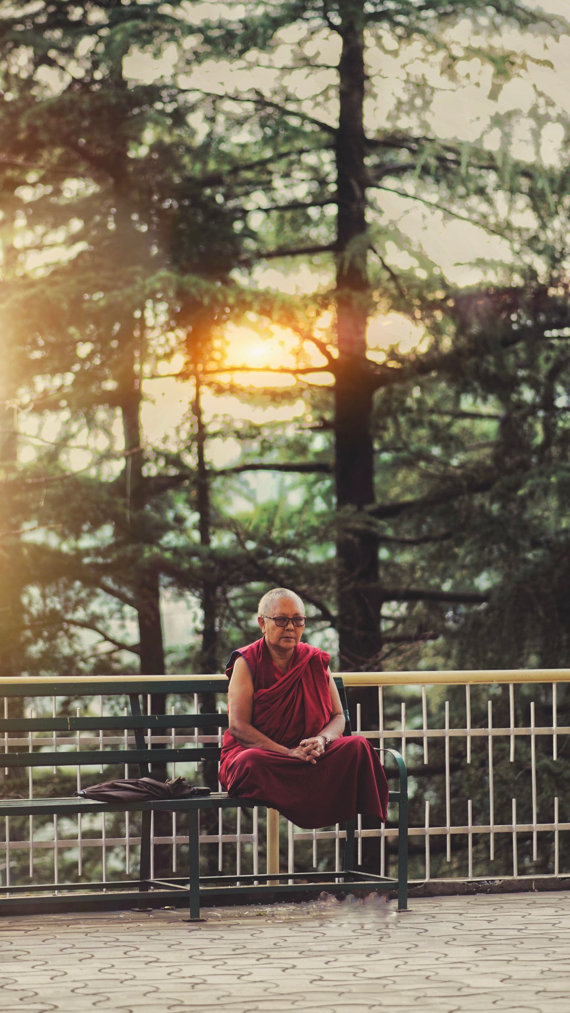 Buddhist nun resting on a bench under deodars at golden hour